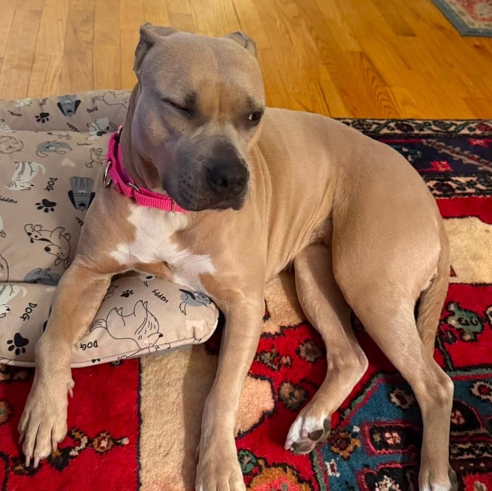 Maude Pie