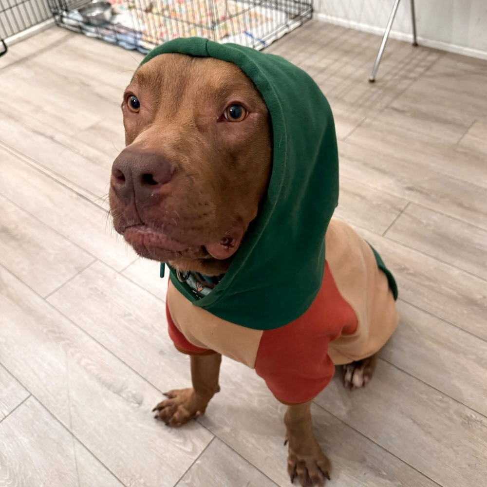 Vito