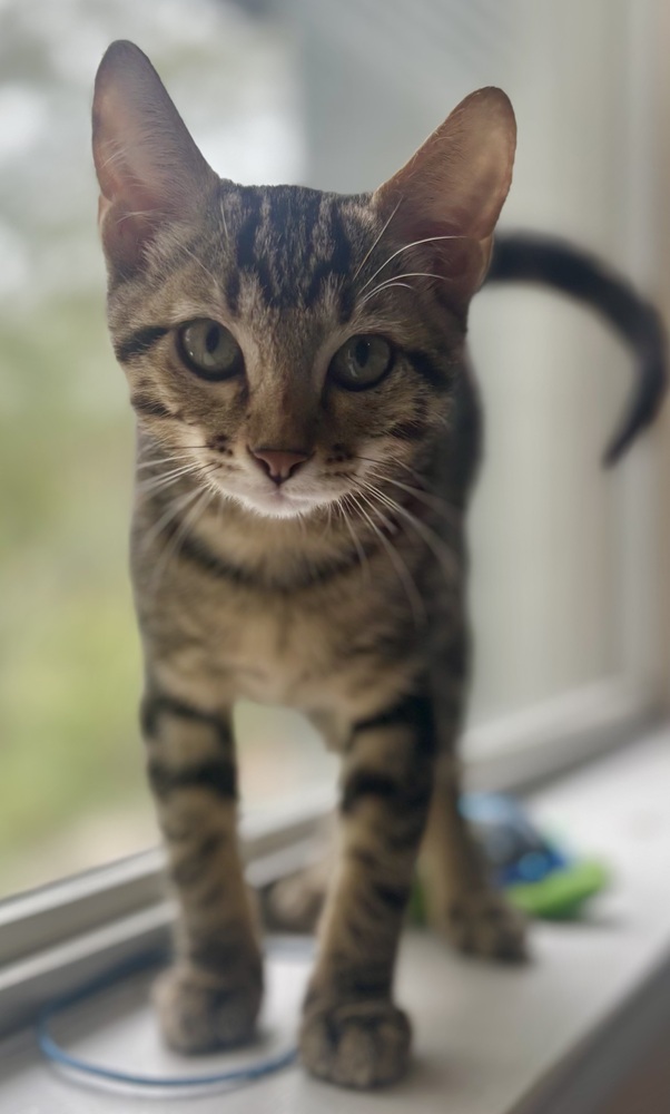 Tigre