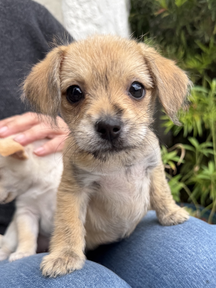 Spice, Chihuahua