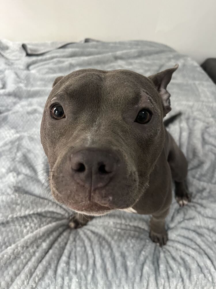 Pippa