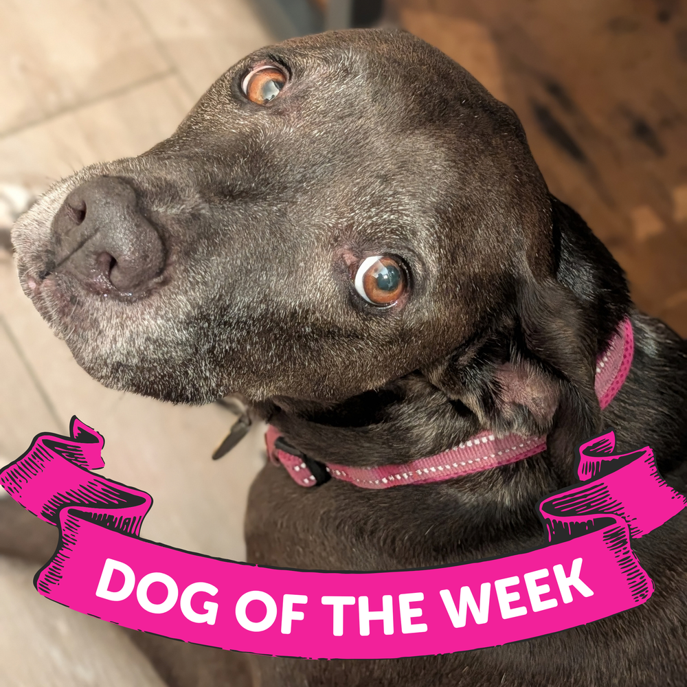 1_Pepper Porter, American Staffordshire Terrier/Mixed Breed