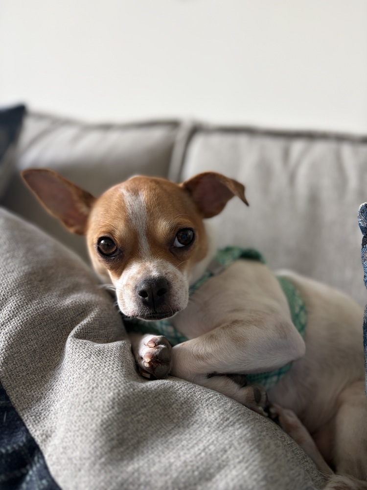 Whiskey