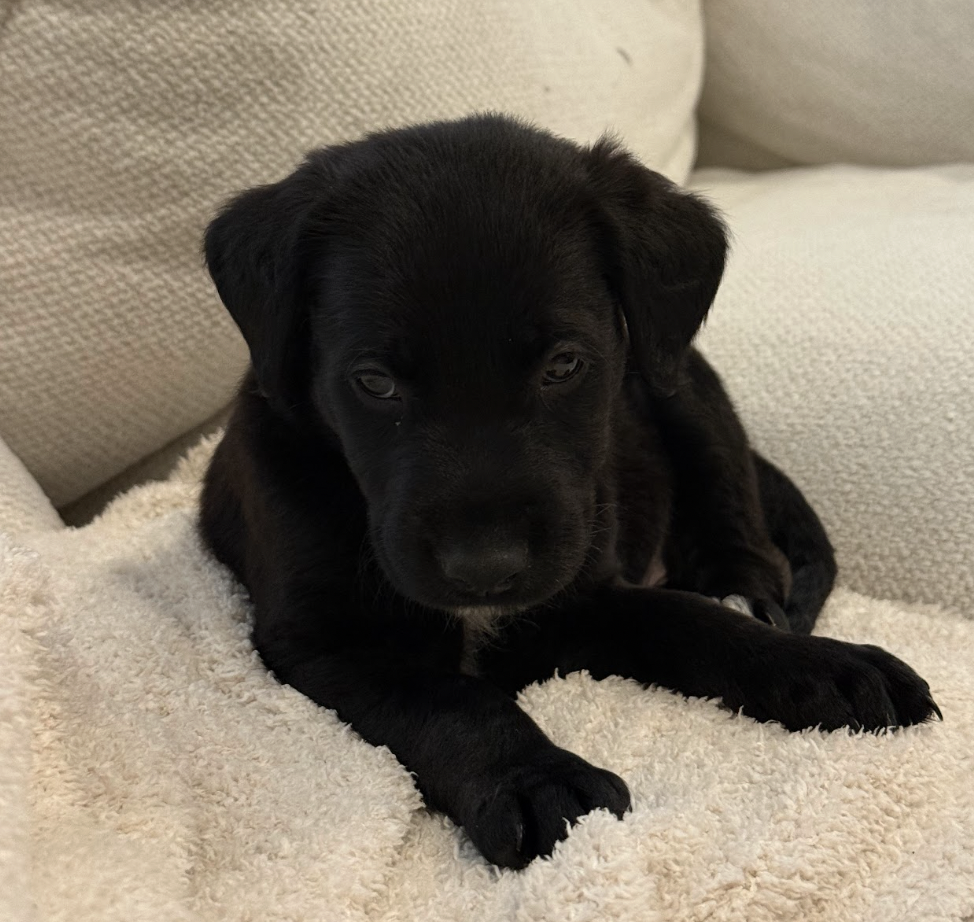 Photo of Lucali, adoptable Flat-Coated Retriever in Brooklyn, New York