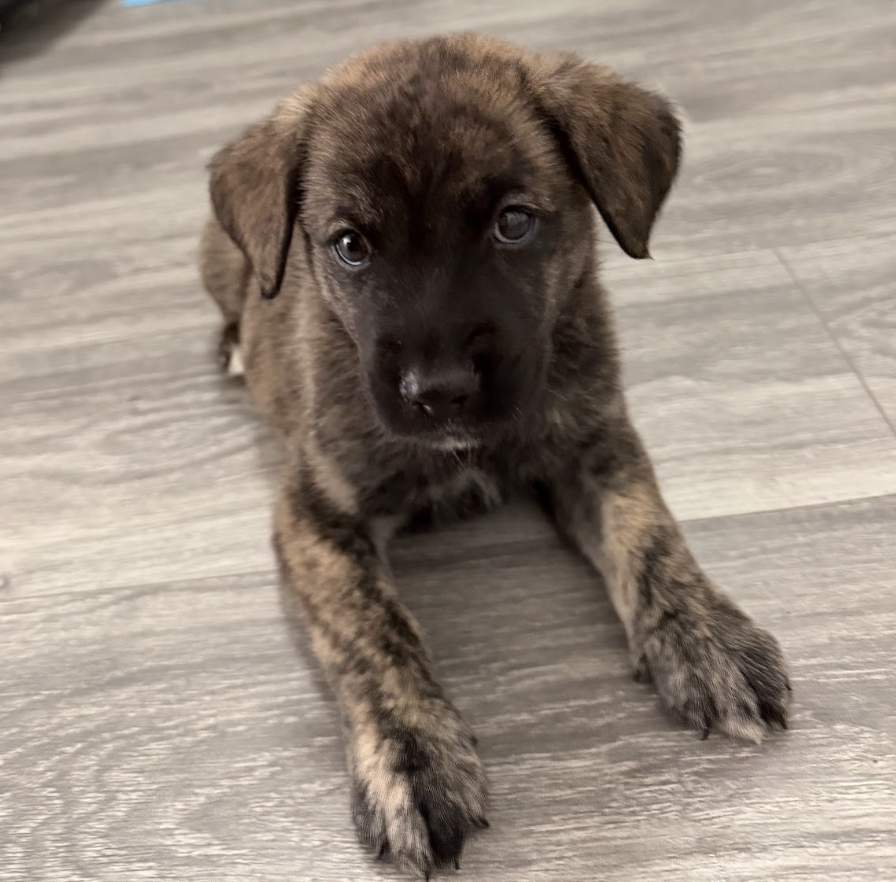 Photo of Spumoni, adoptable Flat-Coated Retriever in Brooklyn, New York