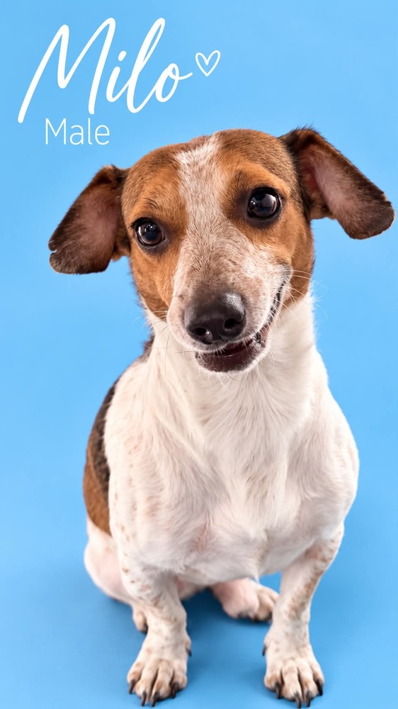 Photo of Milo