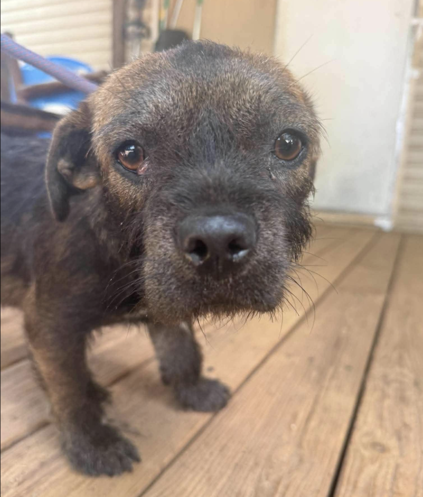 Harbor, Mixed Breed
