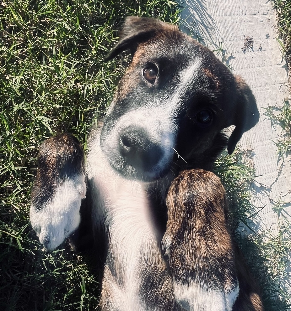 Piper