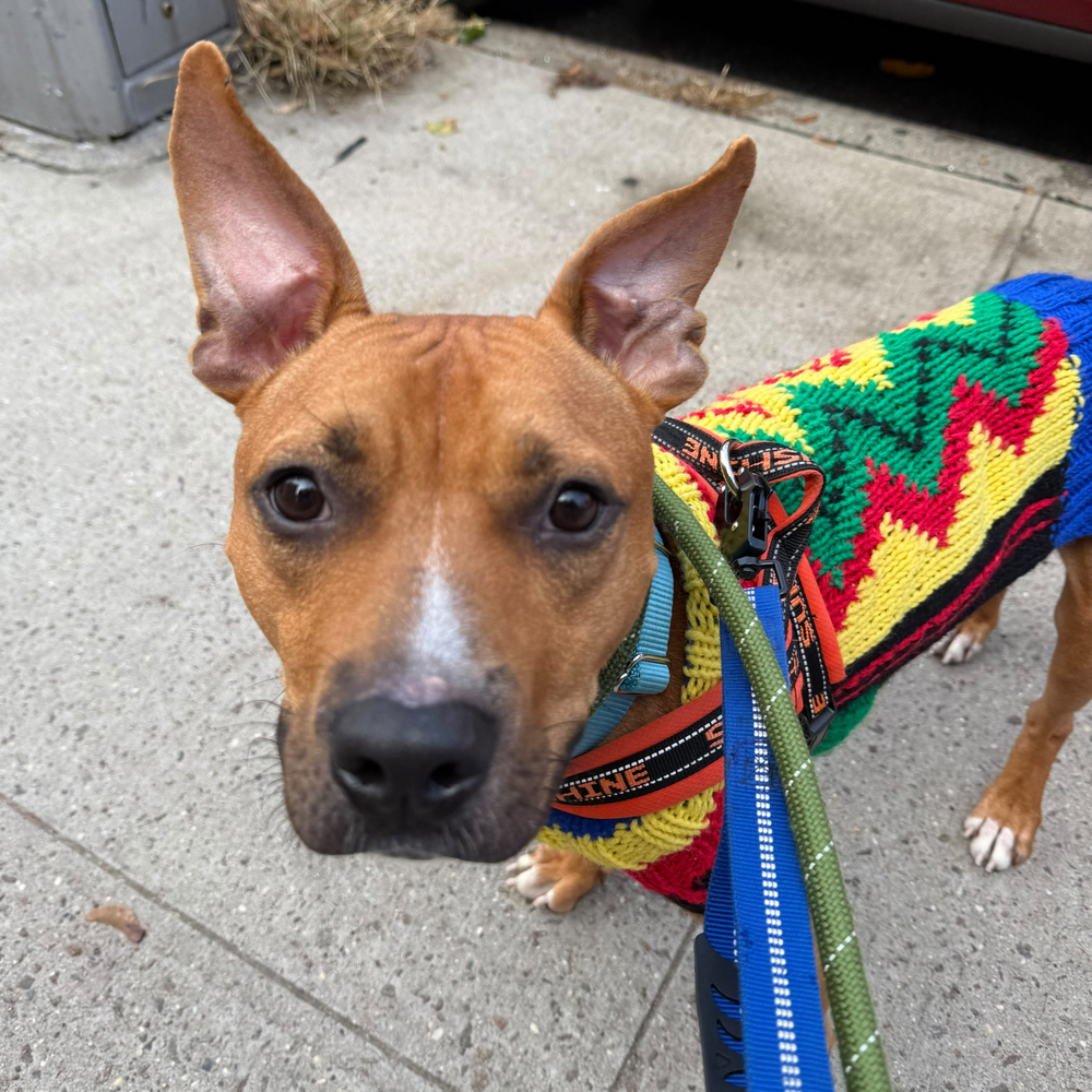 Dulce, American Staffordshire Terrier/Mixed Breed