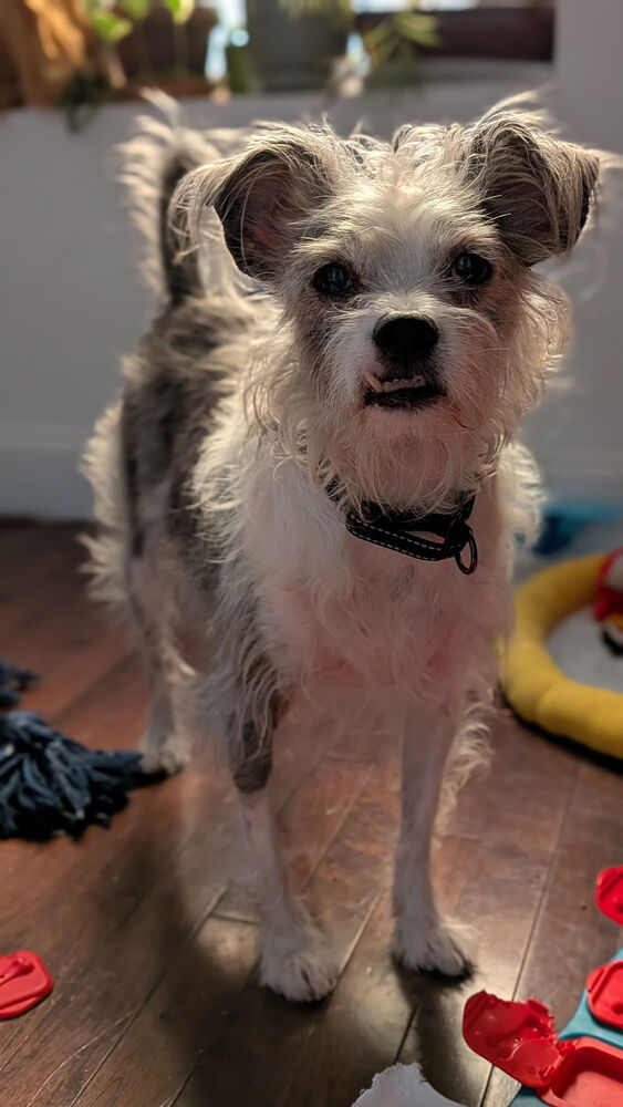 Ringo