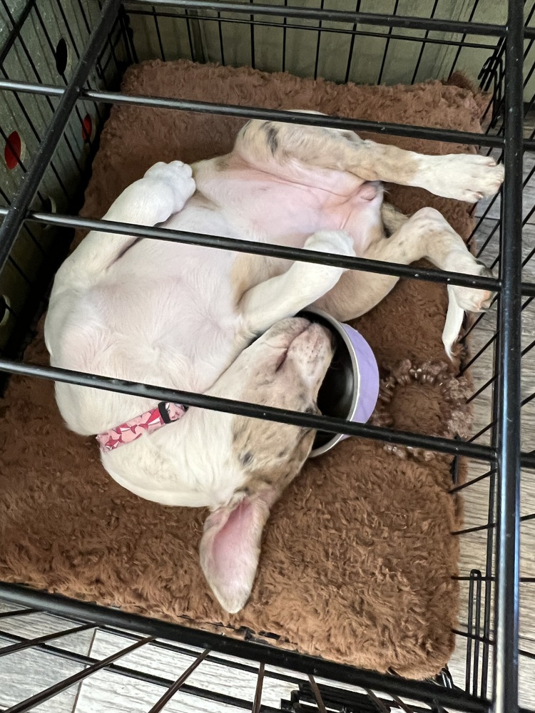 Delilah