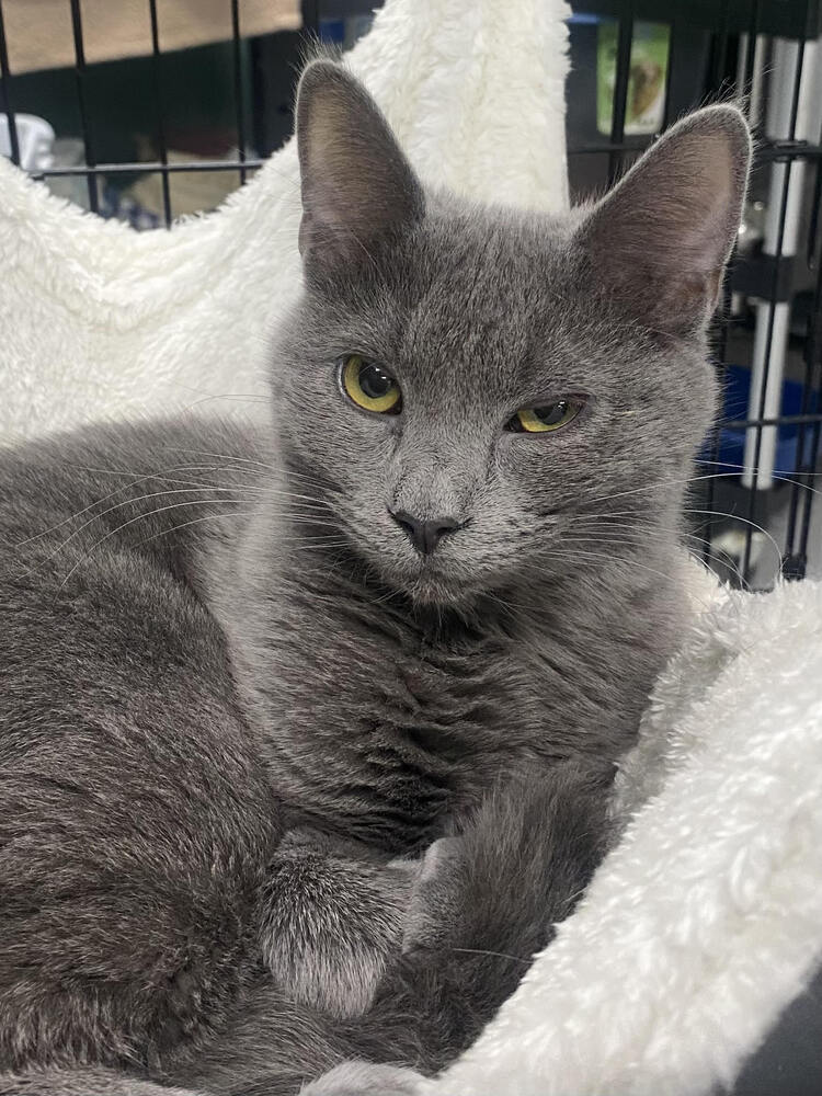 Elsa