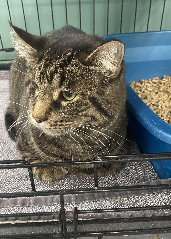 Elliot