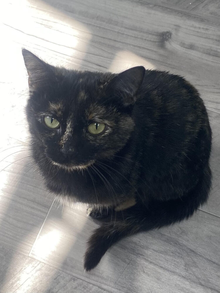 Speckle