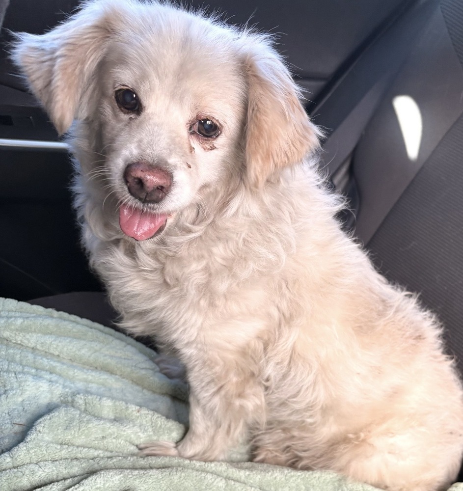 Marshmallow, Spaniels (Medium)