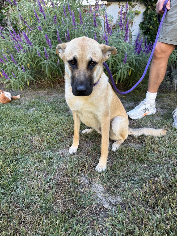 Honey, Mountain Cur/Rottweiler