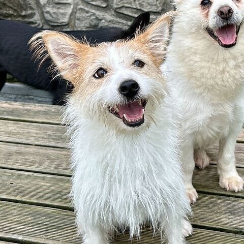Hey, Mixed breed