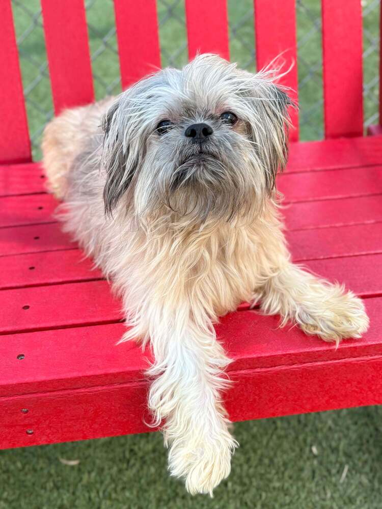 Pablo, Shih Tzu Mix
