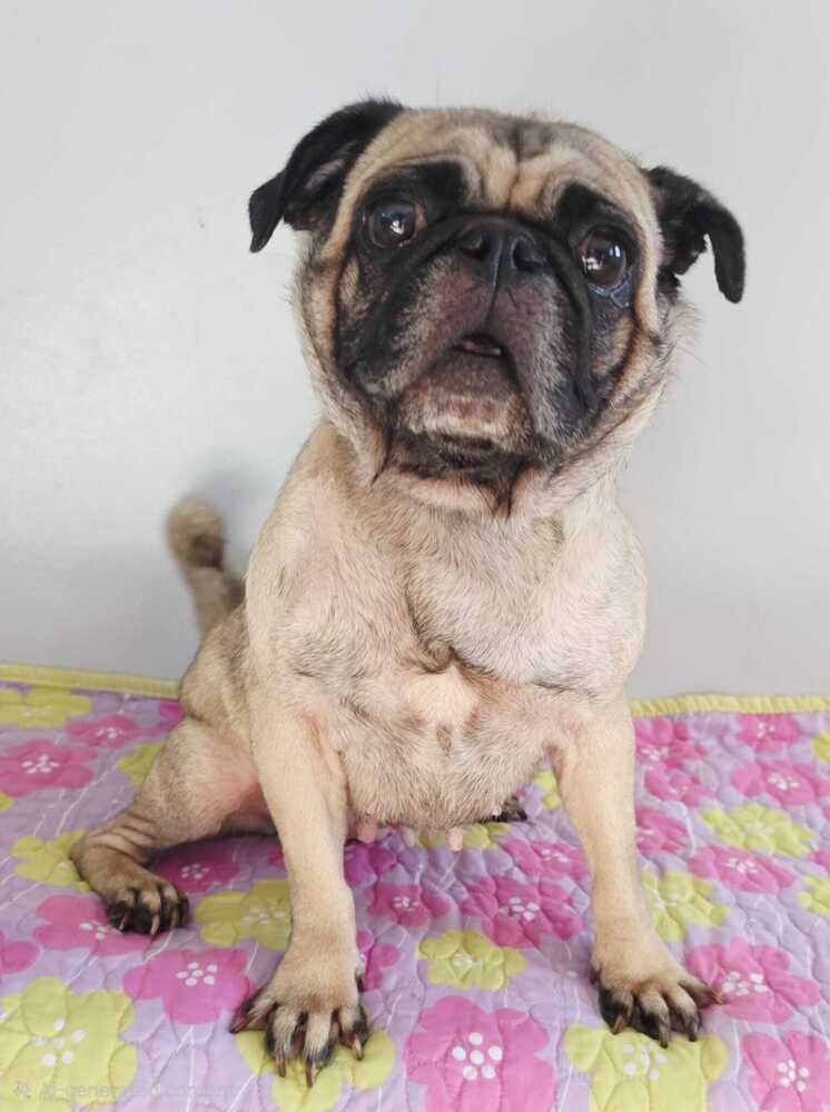 Nova *FOSTER / FOSTER -TO-ADOPT*, Pug / Mixed Breed