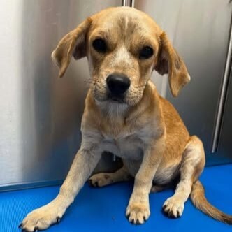 Forest, Beagle/Mixed Breed
