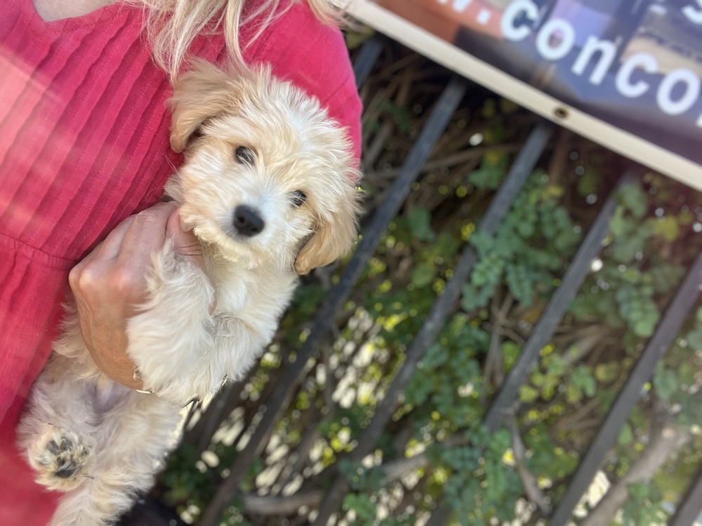 Photo of Cannoli, adoptable Maltese in Dana Point, California