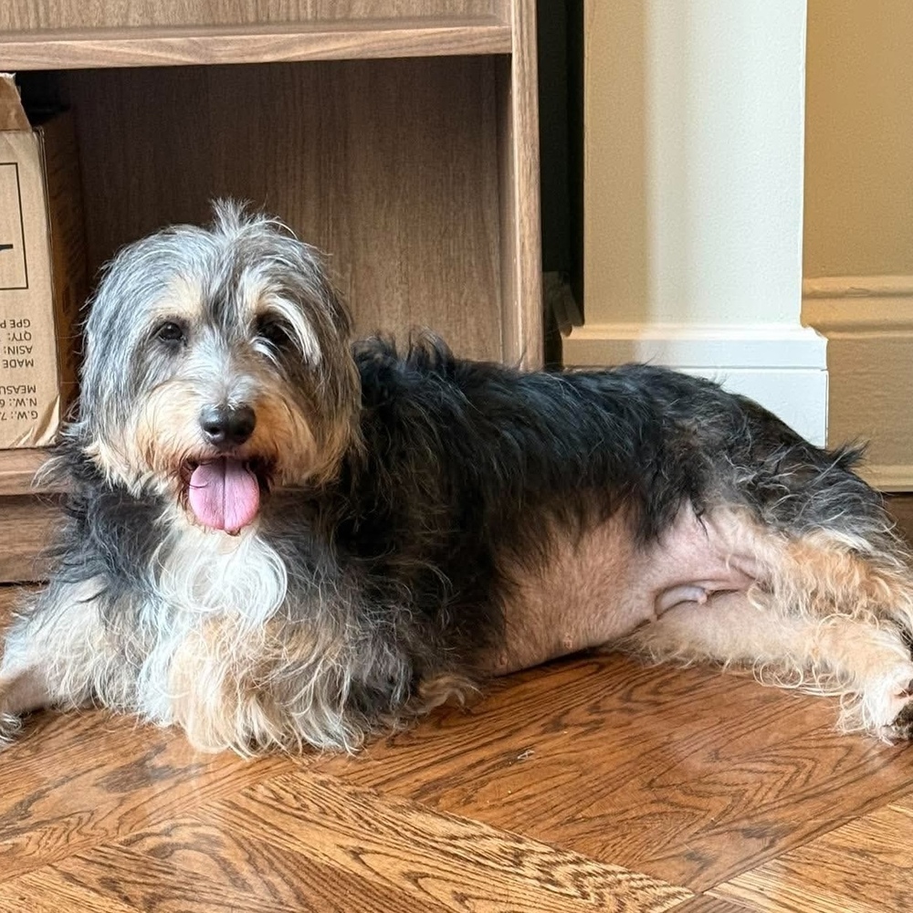 Patti