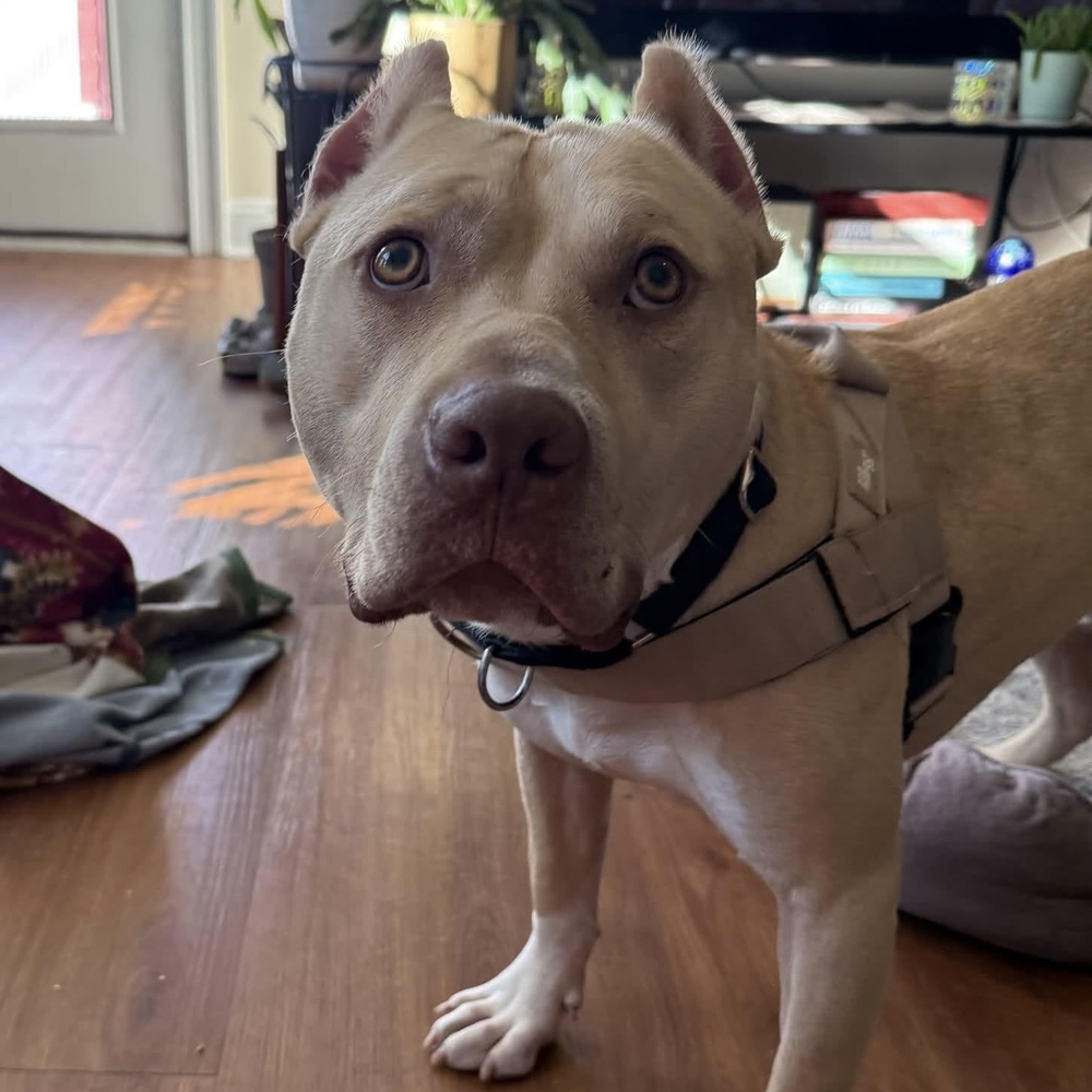 Tevy, American Staffordshire Terrier