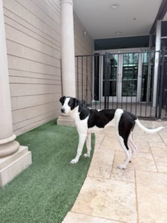 Photo of Bandit