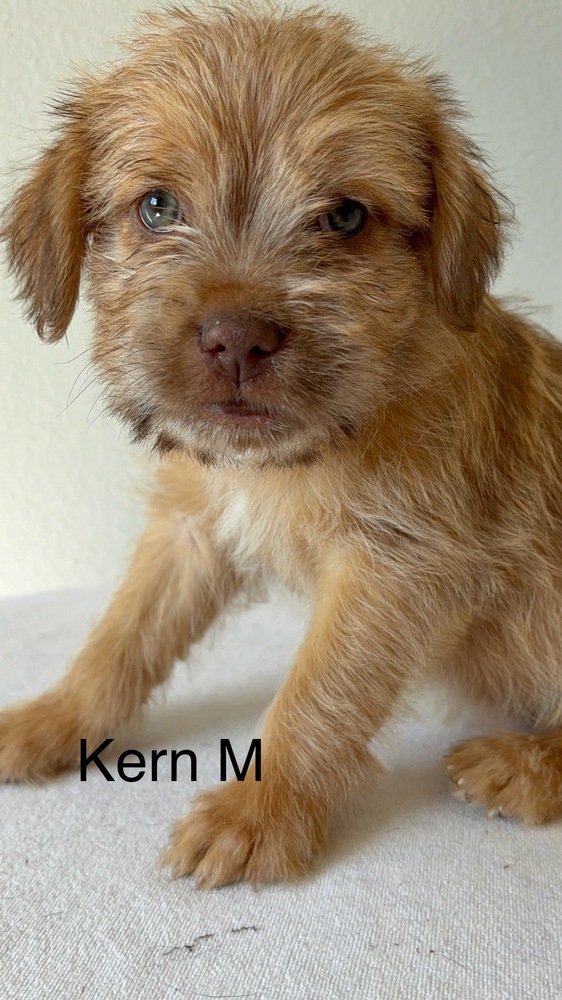 Kern