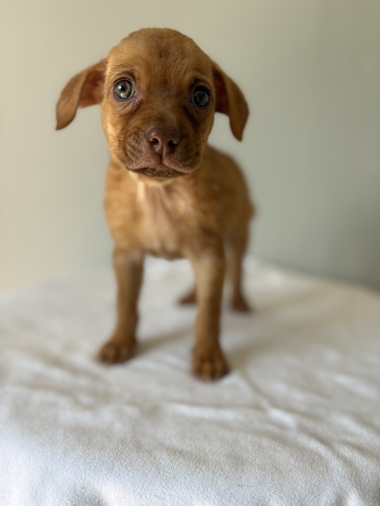 Tajin, Chihuahua
