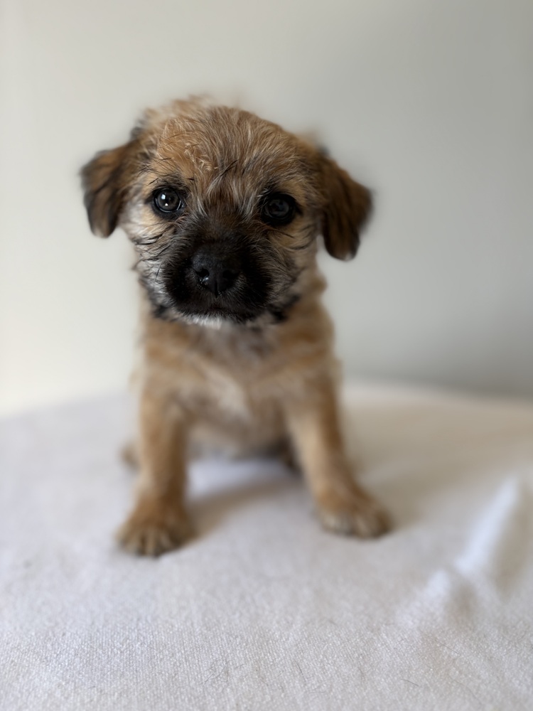 Pistachio, Chihuahua/Terriers (Small)