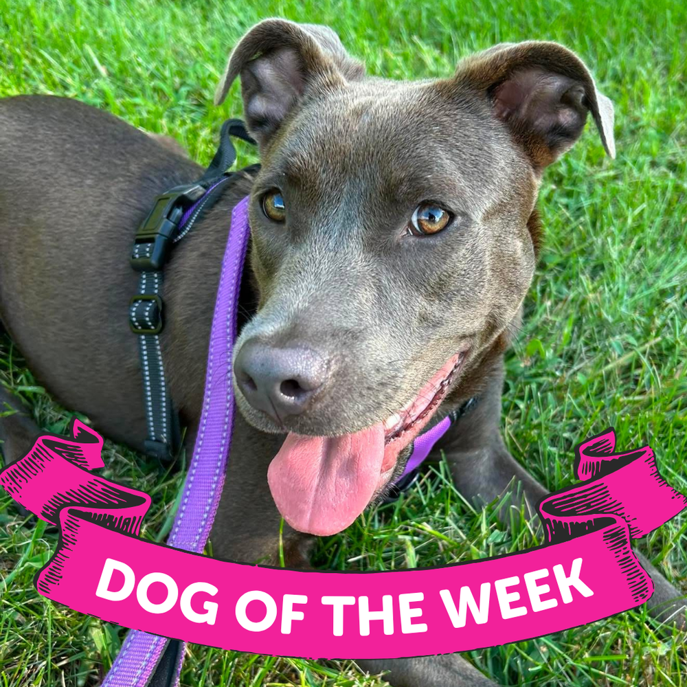 1_Gobi, American Staffordshire Terrier/Mixed Breed