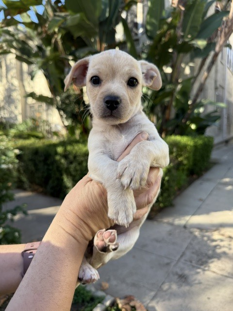 Cranberry, Chihuahua/Spaniels (Small)