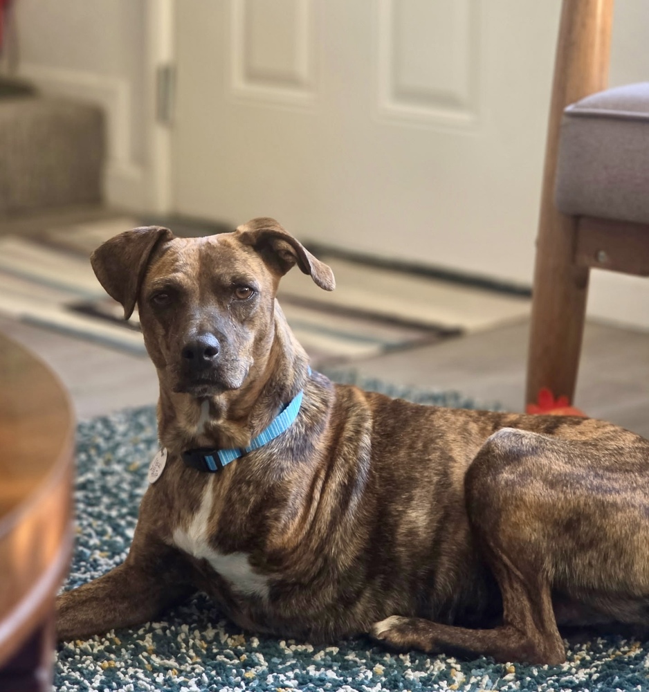 Coconut, Plott Hound