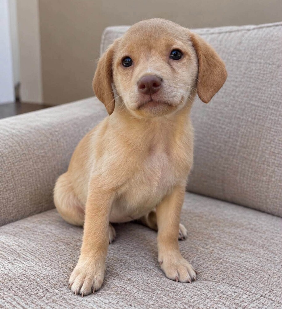 Aspen (p), Mixed Breed