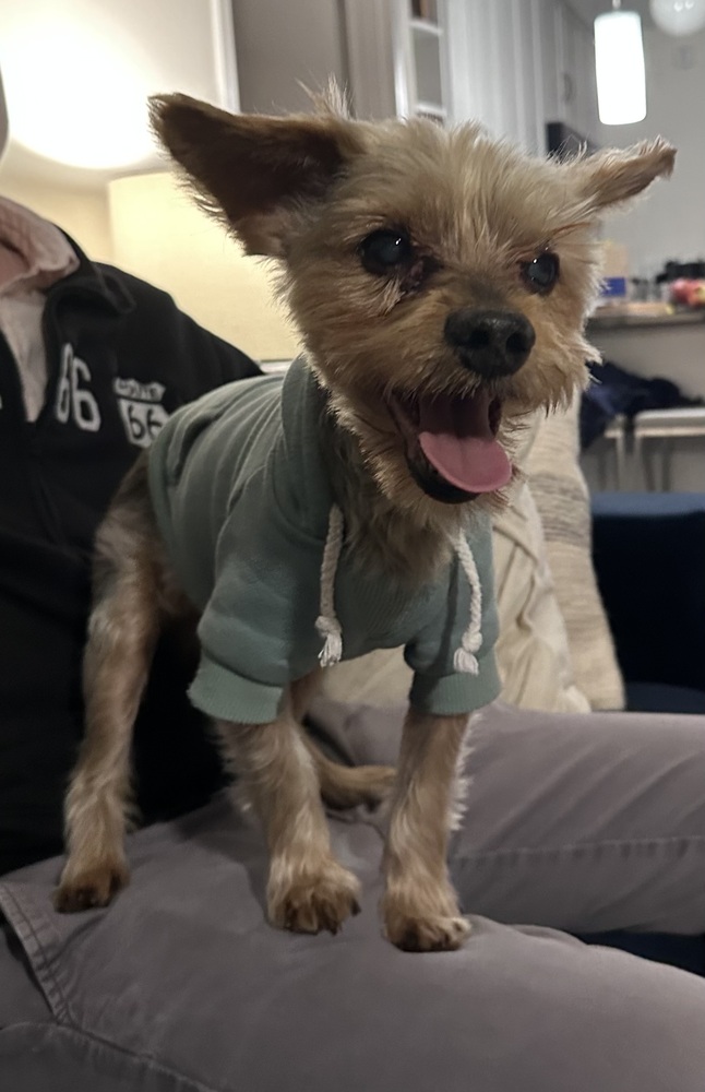 Stanley, Yorkie, Yorkshire Terrier Mix
