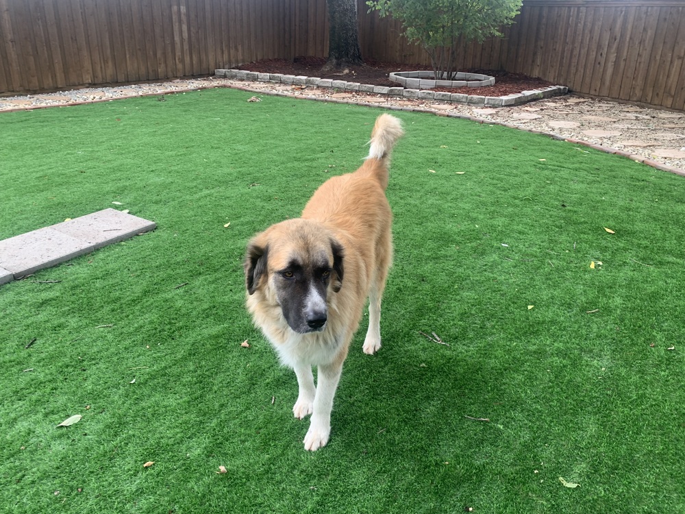 Brisco photo 5