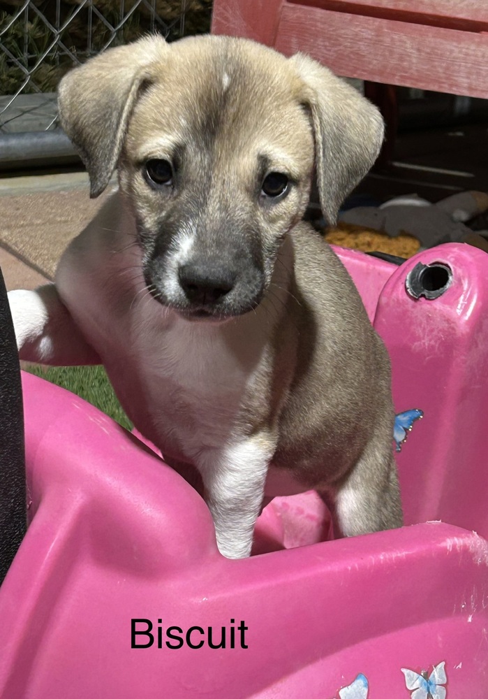 Biscuit