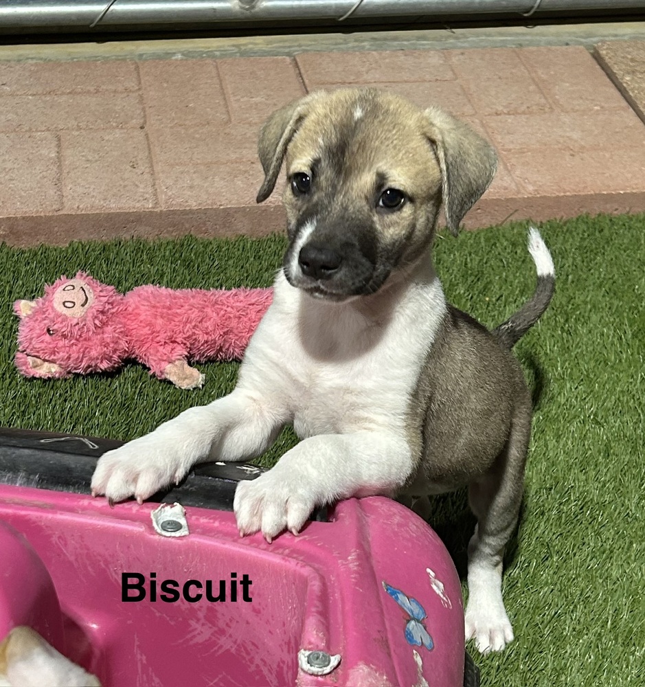 Biscuit photo 2