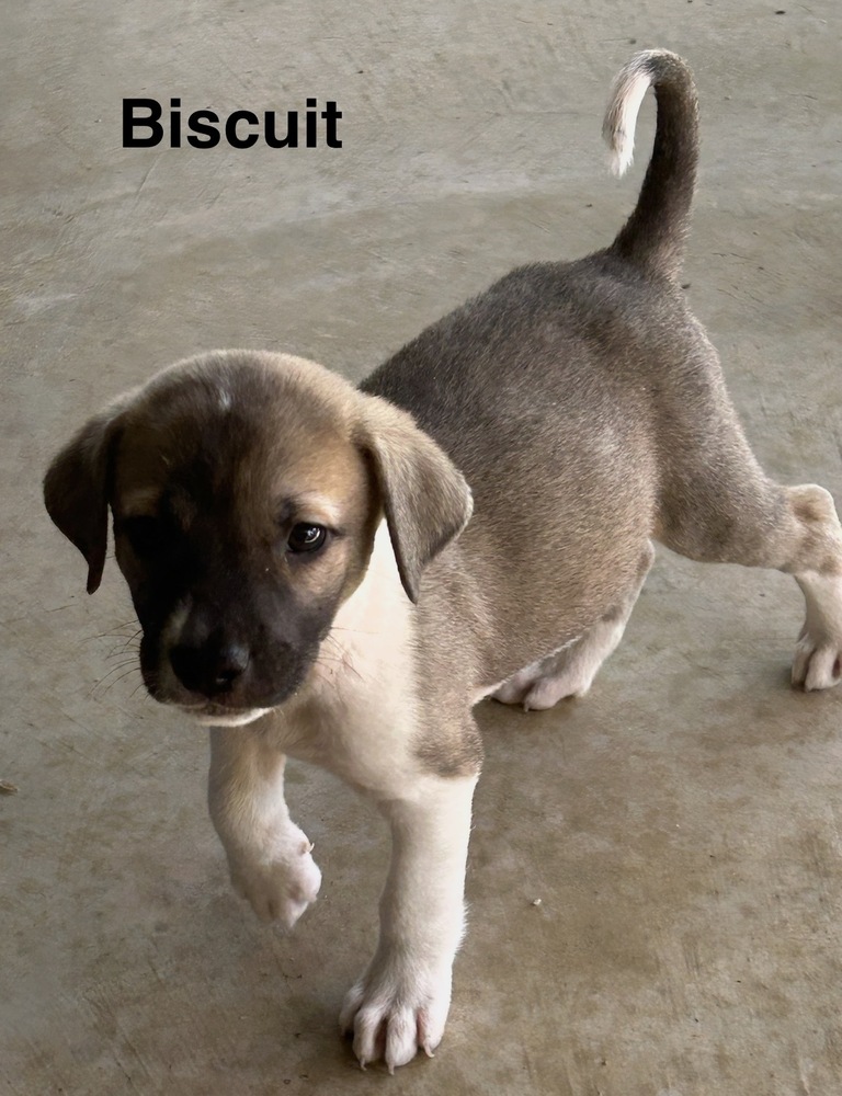 Biscuit photo 3