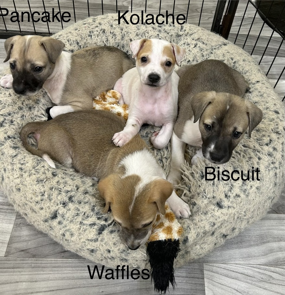 Biscuit photo 5