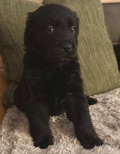 Xavier
