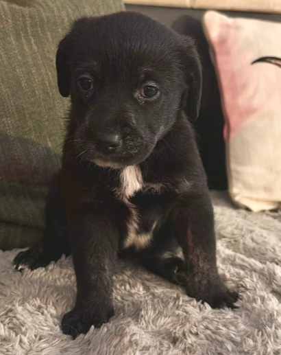 Suki