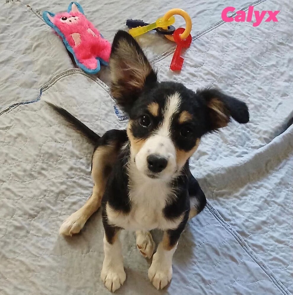 Calyx (p)