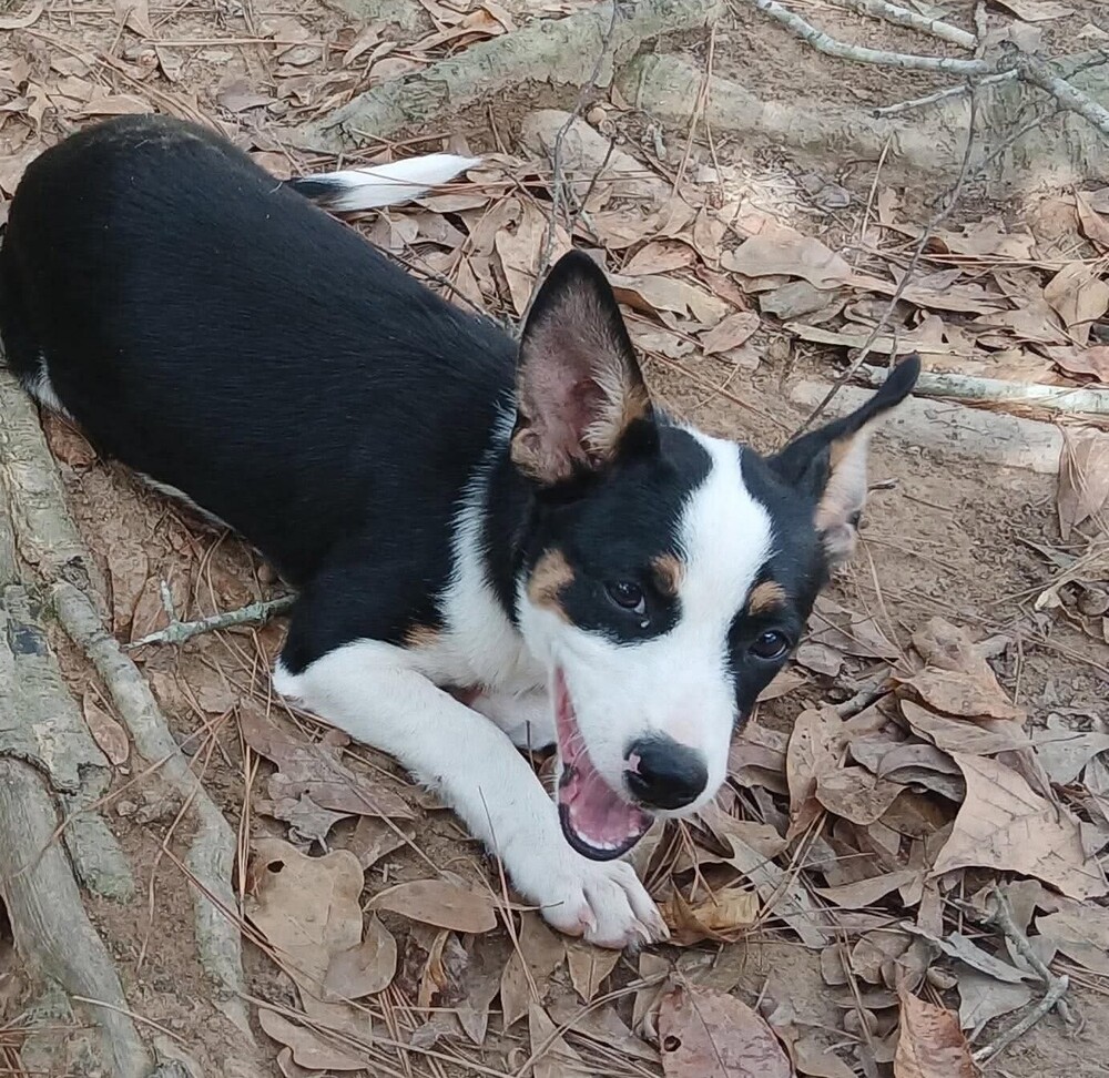 Breaker (p), Mixed Breed