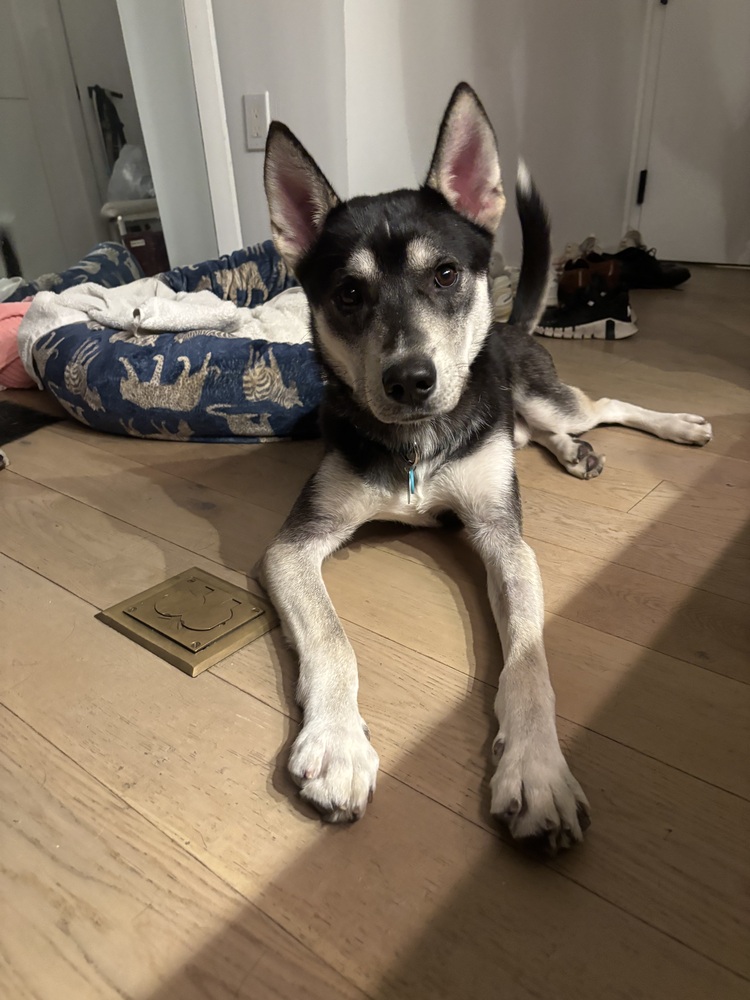Roo