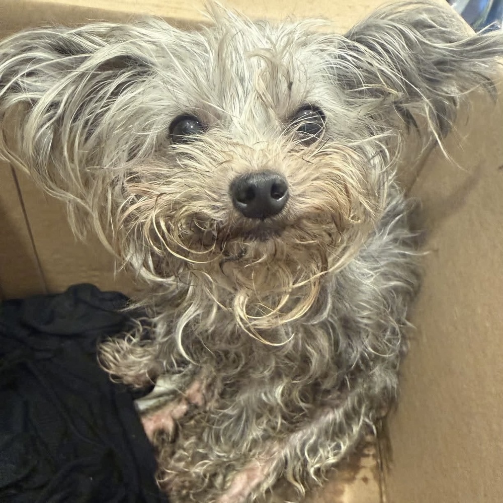 Tyra, Mixed Breed