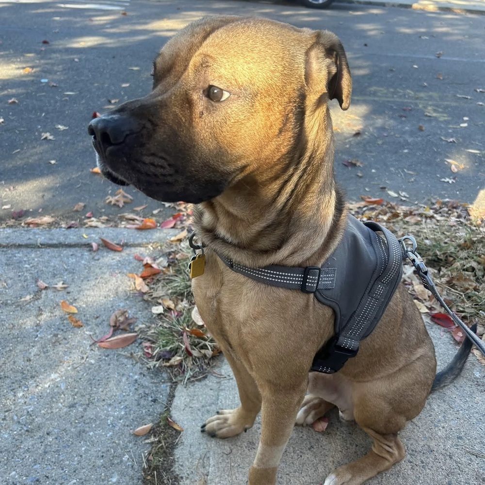 Roscoe Roo