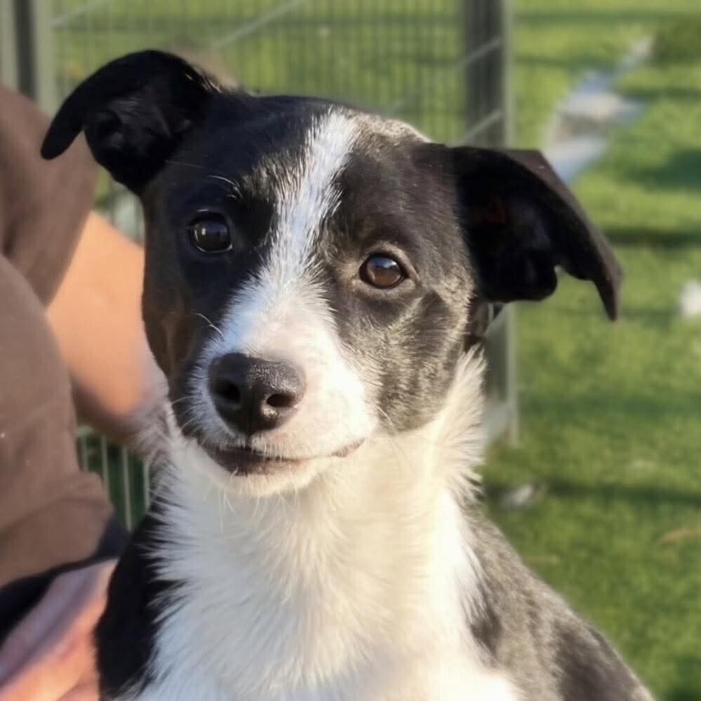Nyx (p), Mixed Breed