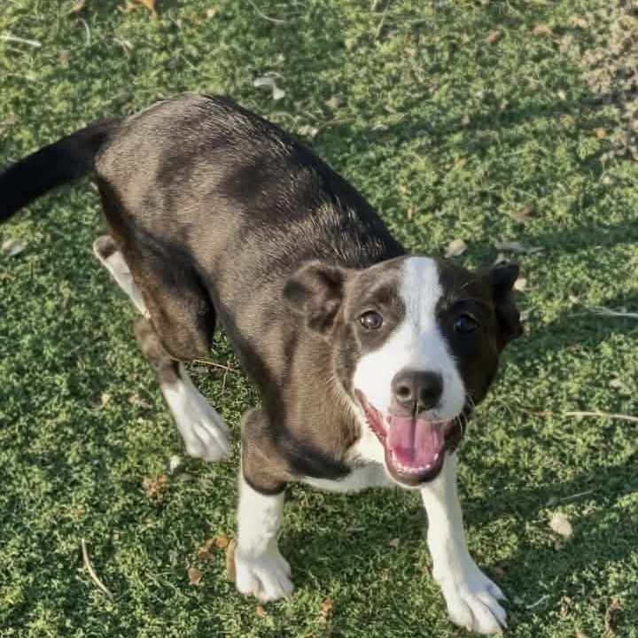Sora (p), Mixed Breed